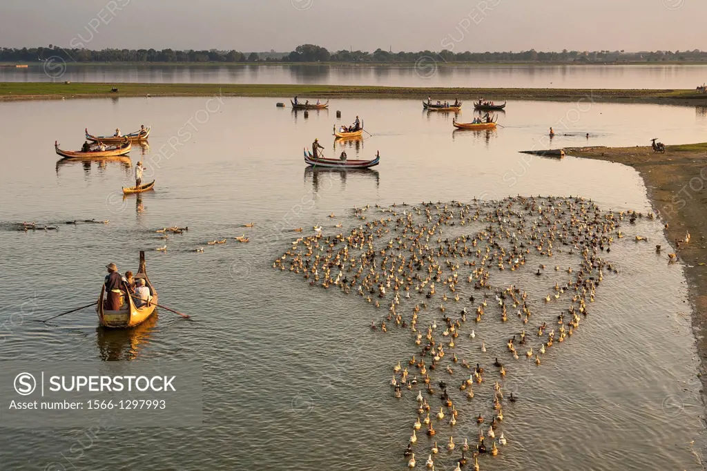 Boatman in canoe shepherding ducks on Taungthaman Lake, Amarapura, Mandalay, Myanmar, (Burma).