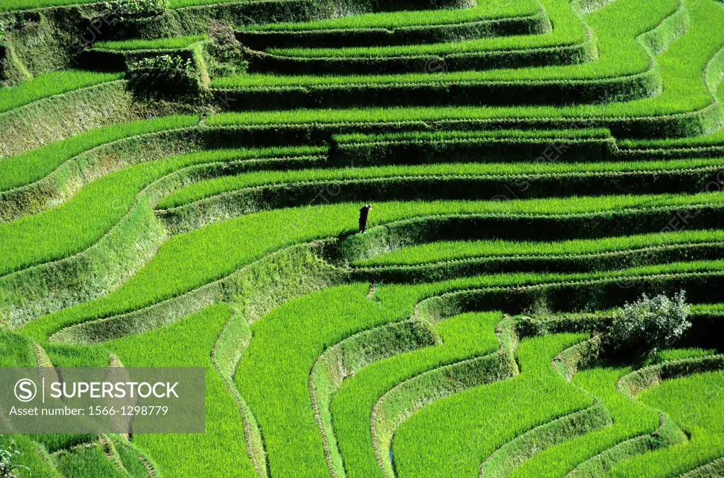 Yuanyang; A Farmer is checking his Ricefield; Rice Terrace; Rice Paddies; Terraced Rice Fields; China.