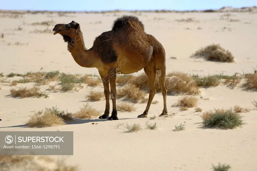 Camel; Camelus Dromedarius; Egypt Desert; Egypt.