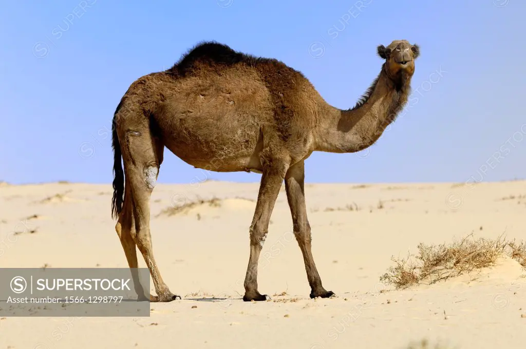 Camel; Camelus Dromedarius; Egypt Desert; Egypt.