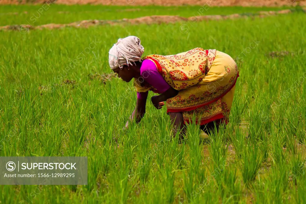 Woman working in the rice field, Wayanad, Kerala, India