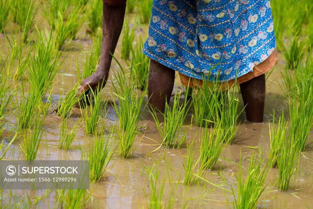 Woman working in the rice field, Wayanad, Kerala, India