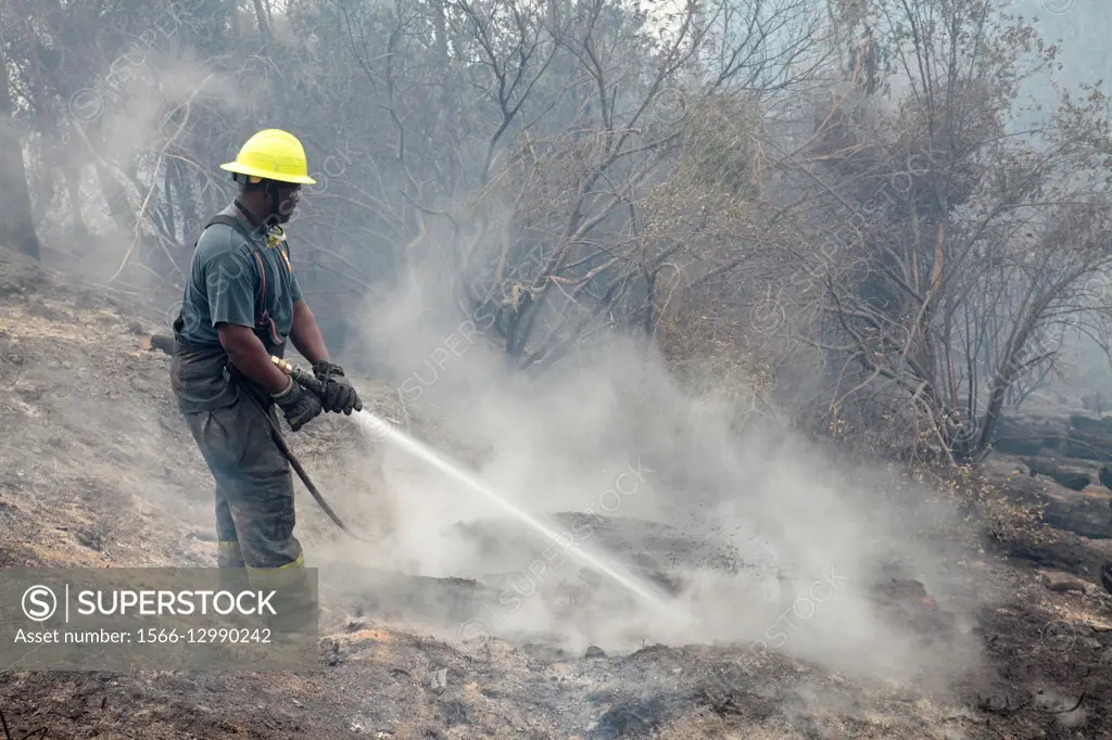 Firefighter extinguishing forest fire, Table Mountain National Park, South Africa.