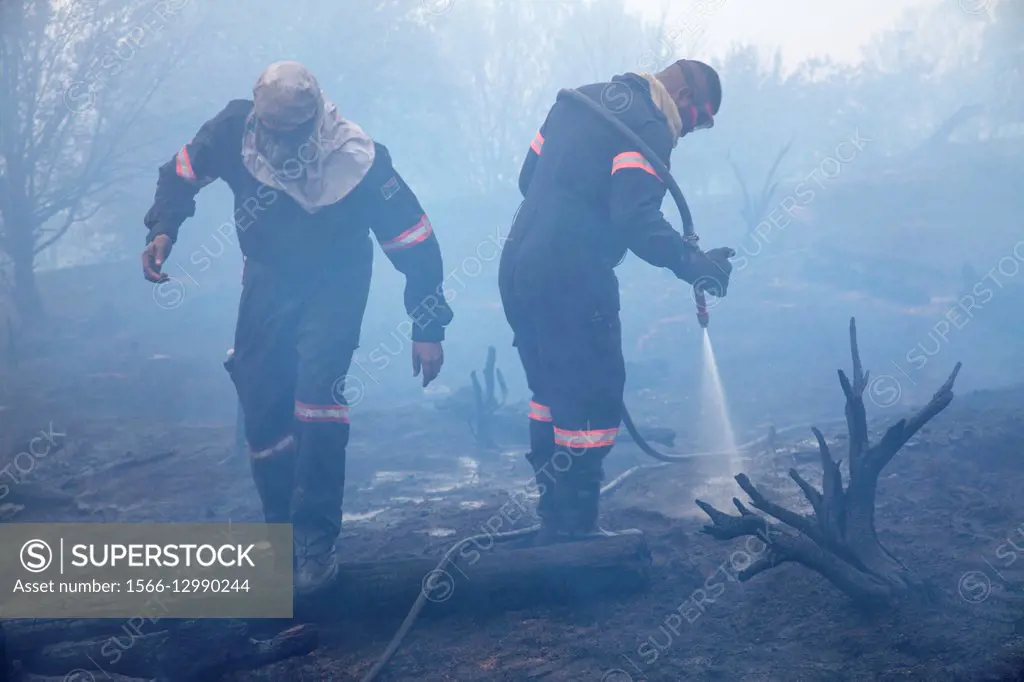 Firefighters extinguishing forest fire, Table Mountain National Park, South Africa.