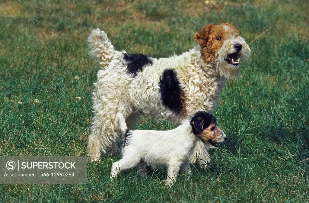 Wire-Haired Fox Terrier, Mother and Pup.