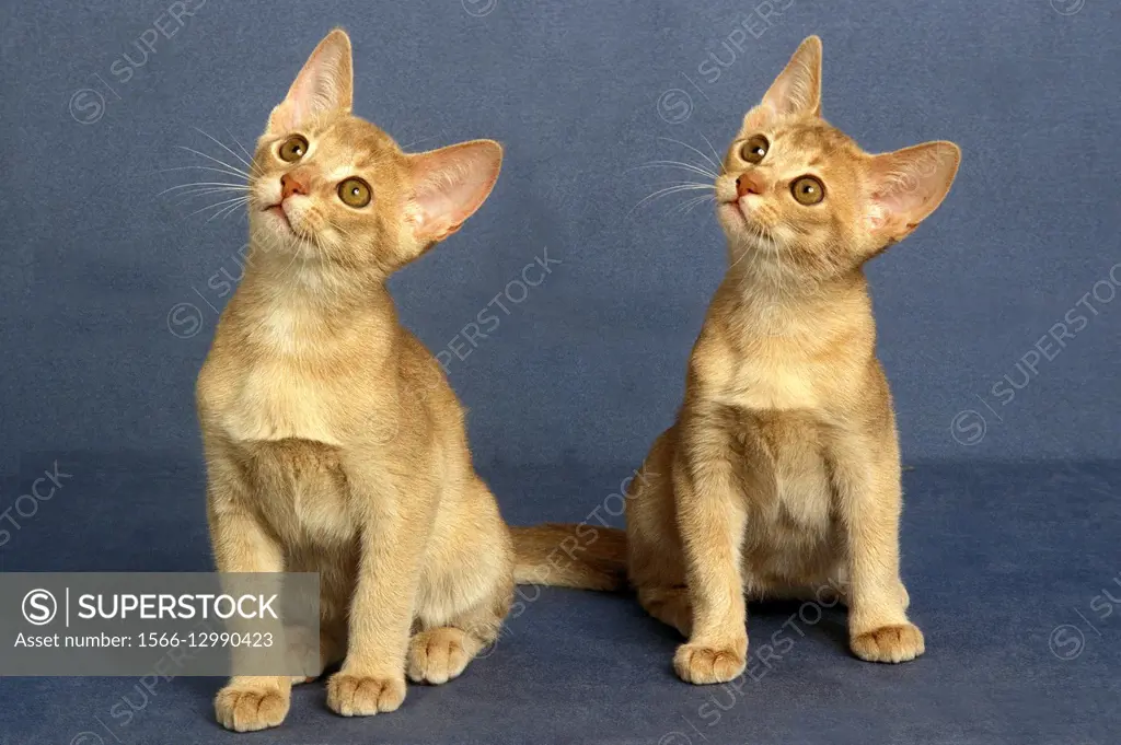 Fawn Abyssinian Domestic Cat, Kittens.