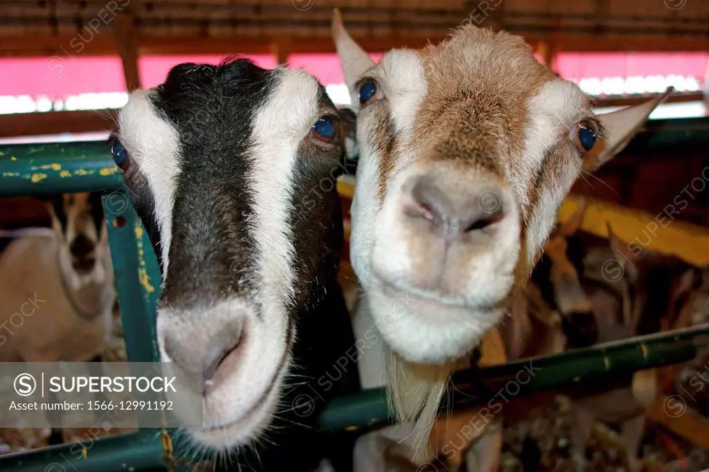 Two funny goats looking at the camera