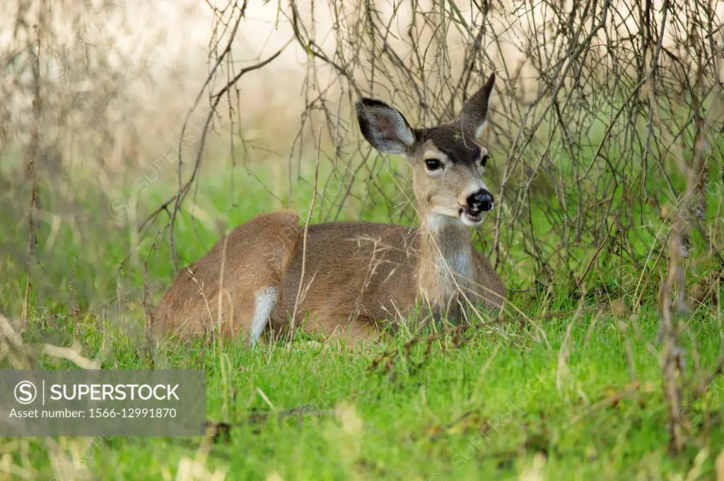 A doe in the American River Parkway.