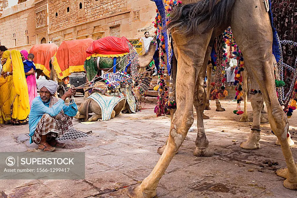 Gangaur festival,camels inside the Fort,Jaisalmer, Rajasthan, India.