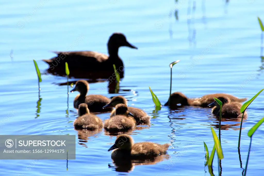 A brood of black duck ducklings on the water