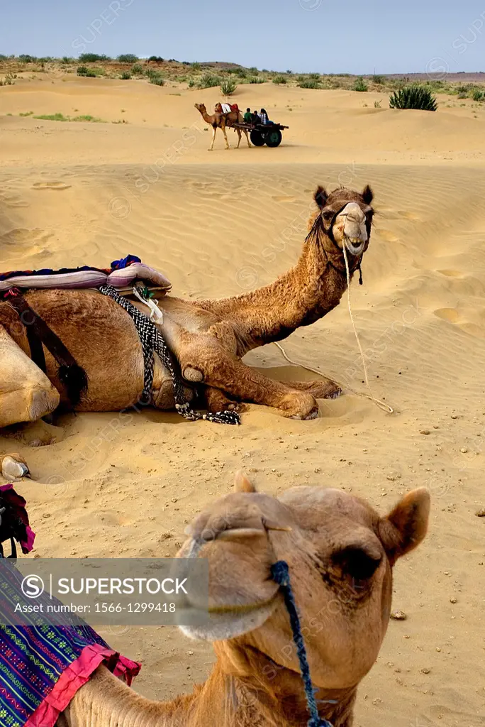 Camels on Sam dunes in Desert National Park in the Great Thar Desert,near Jaisalmer, Rajasthan, India.