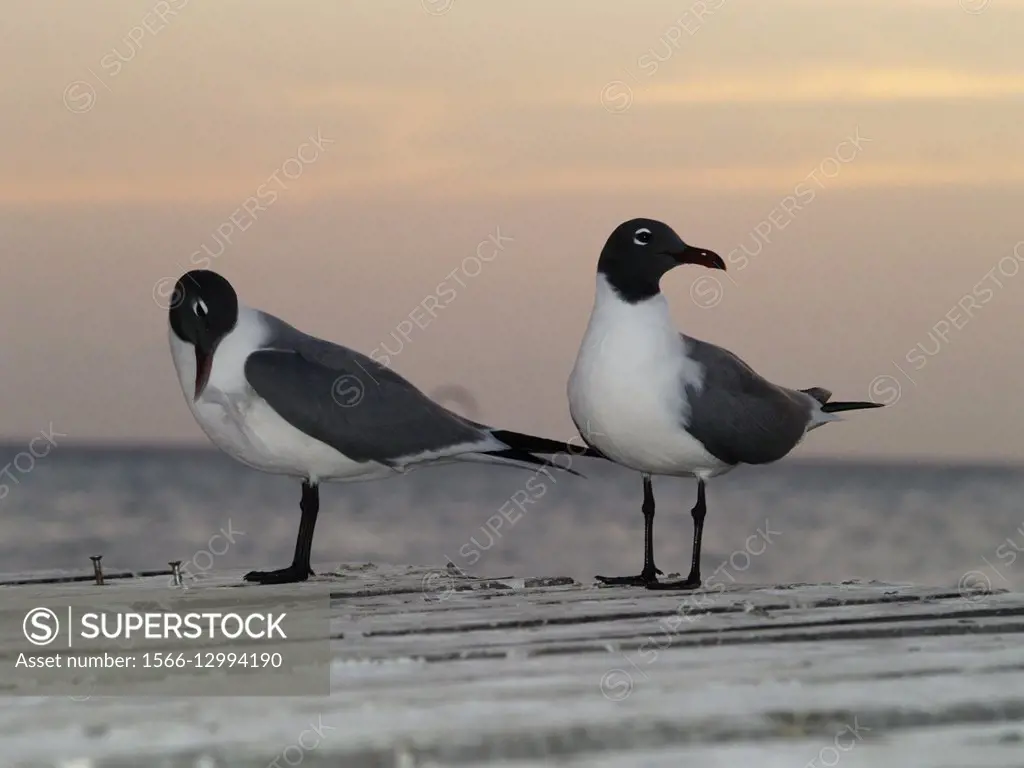 gulls Bonaparte