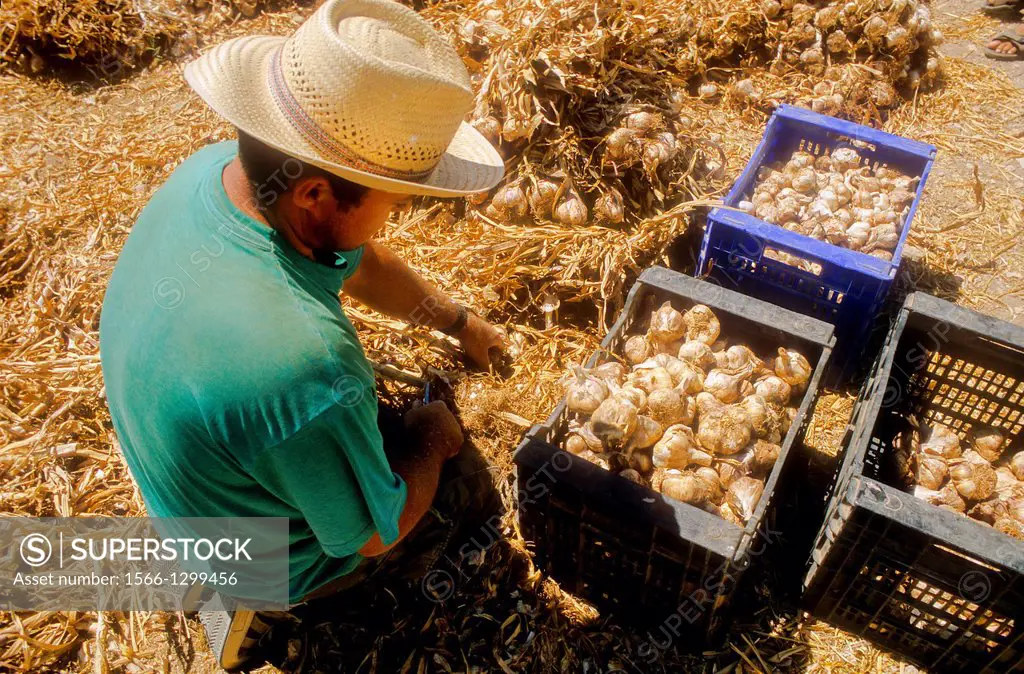 Garlic harvest, Las Pedroñeras, Castilla La Mancha, the route of Don Quixote, Spain.