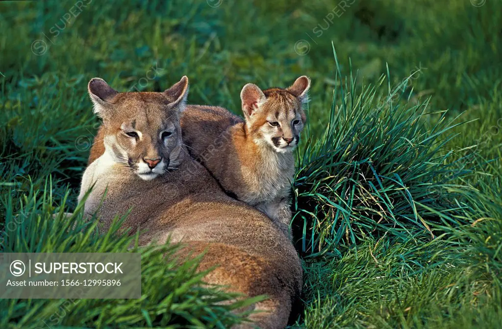 Cougar, puma concolor, Adult standing on Rocks, North America