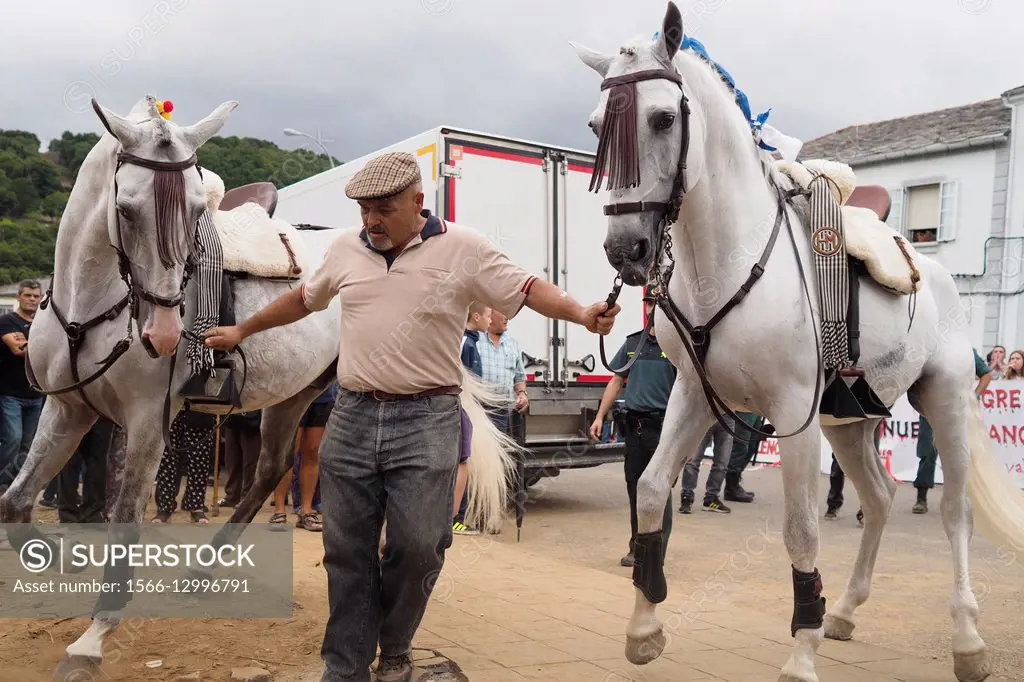 A man driving horses toward a mobile square for a bullfight in Triacastela, Lugo. Bullfighting fans attending the show, and anti-bullfighting demonstr...