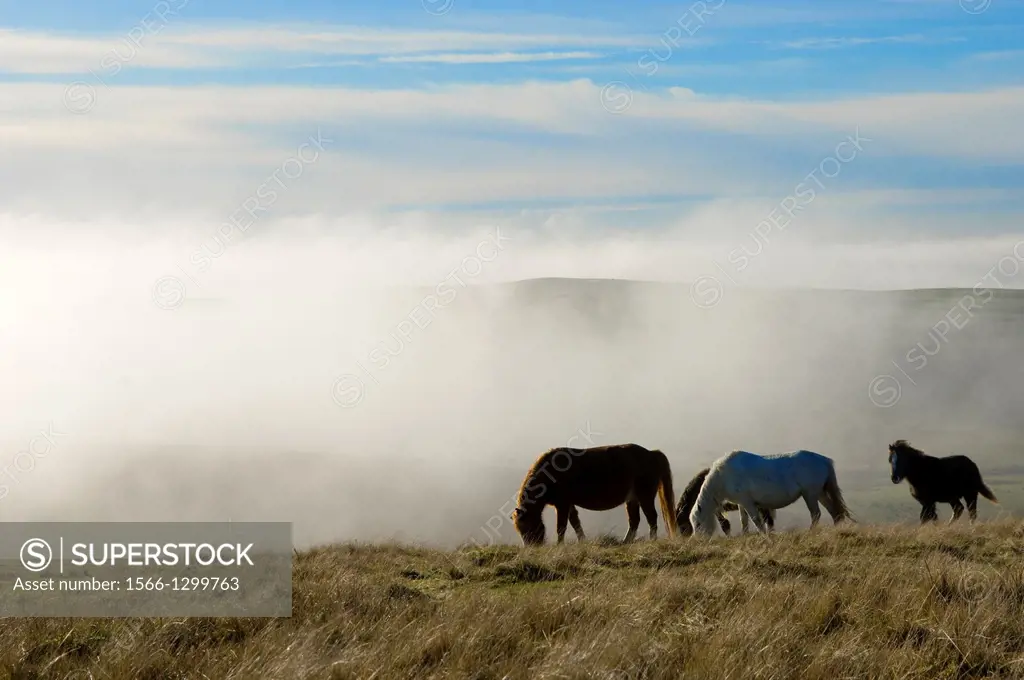 Welsh ponies, Eppynt, Cambrian Mountains, Powys, Wales,UK.