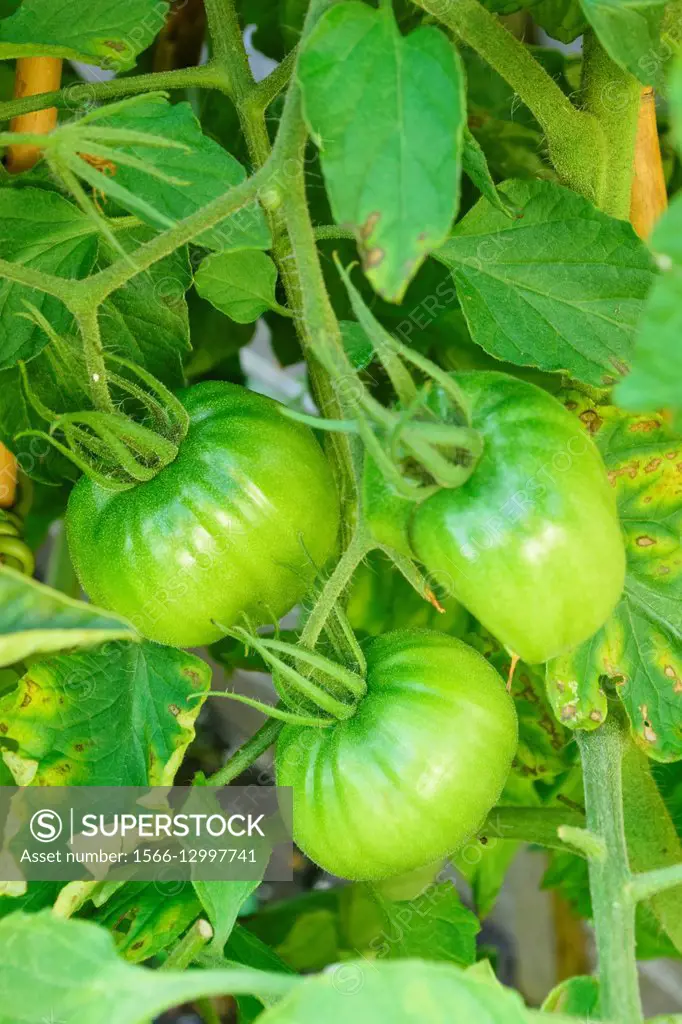 Tomatoes on a plant in a garden.