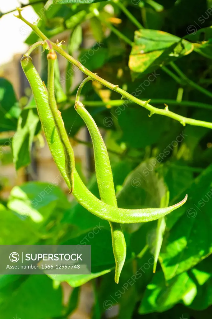 Close up of green beans on a plant growing in garden.