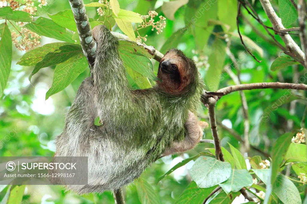 Perezoso de Tres dedos (Bradypus variegatus). Parque Nacional de Corcovado, Peninsula de Osa, Costa Rica.