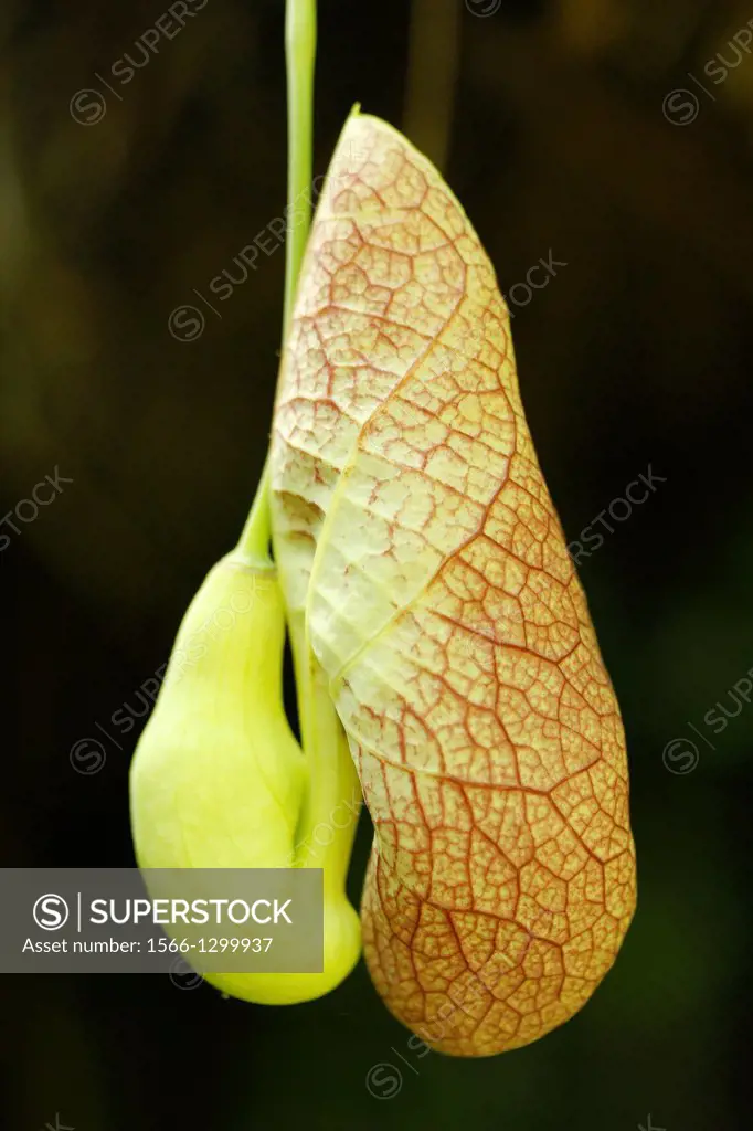 Calico plant. Aristolochia elegans. Flower.
