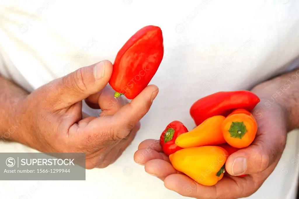 Minipeppers.