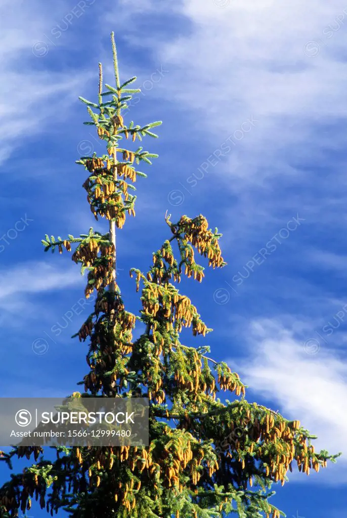 Engelmann spruce, Mt Hood National Forest, Oregon.
