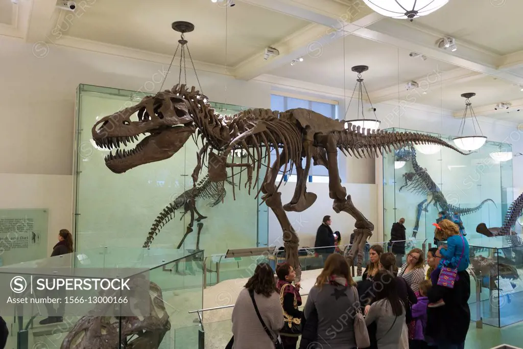 Skeleton of Tyrannosaurus rex in American Museum of Natural History New York City.