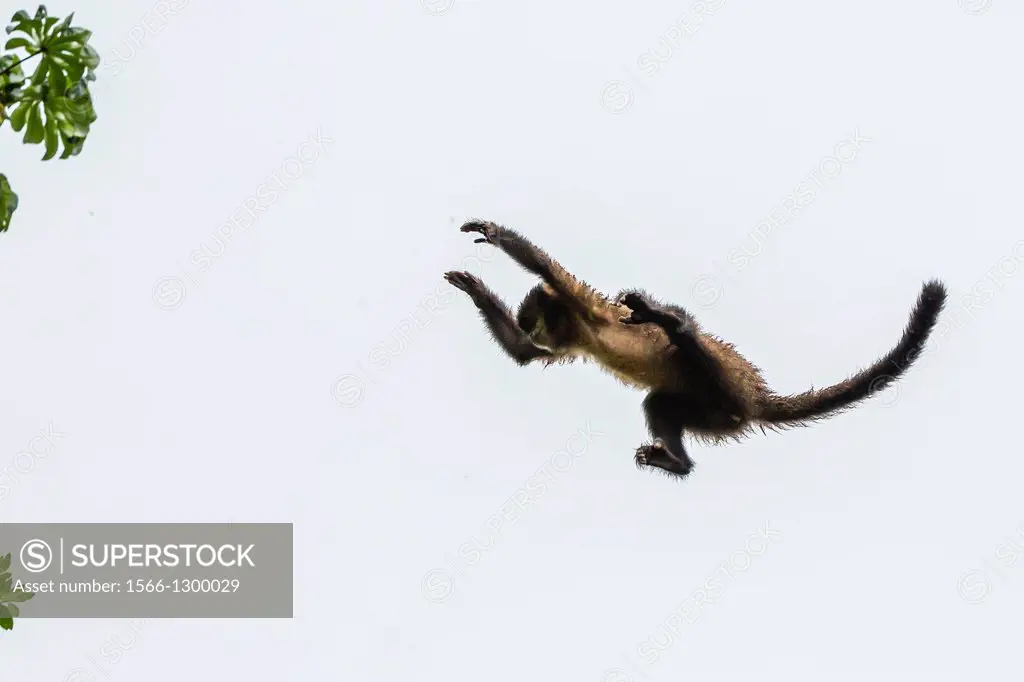 Adult brown capuchin Cebus apella leaping from tree to tree in Iguazú Falls National Park, Misiones, Argentina, South America.