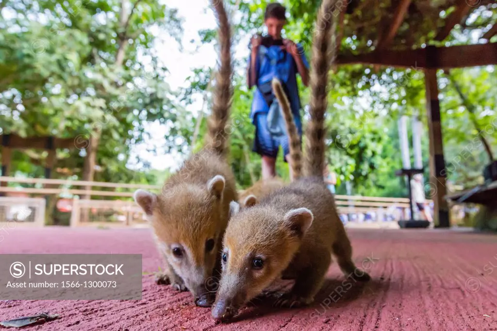 South American coati family, Nasua nasua, looking for handouts within Iguazú Falls National Park, Misiones, Argentina, South America.
