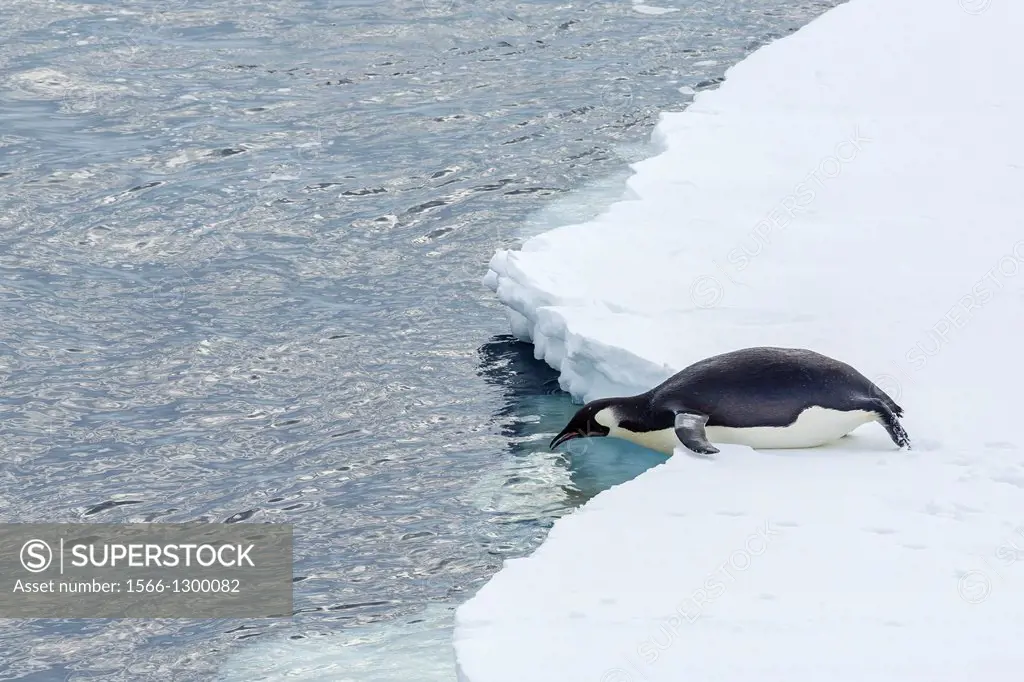 Recently fledged emperor penguin, Aptenodytes forsteri, Enterprise Islands, Antarctica, Southern Ocean.