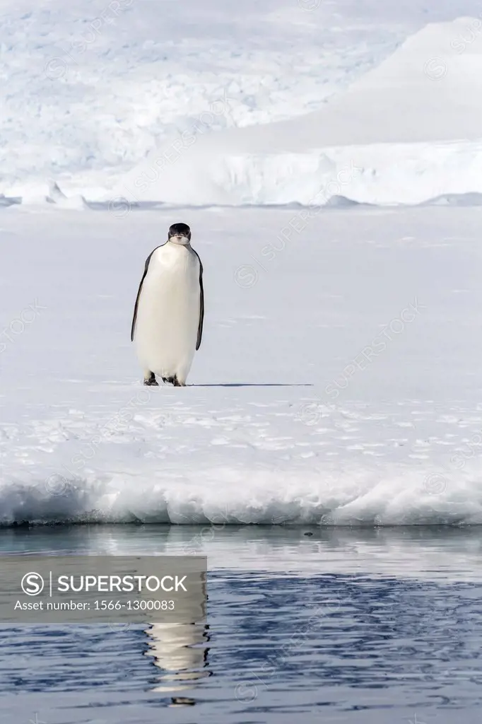 Recently fledged emperor penguin, Aptenodytes forsteri, Enterprise Islands, Antarctica, Southern Ocean.