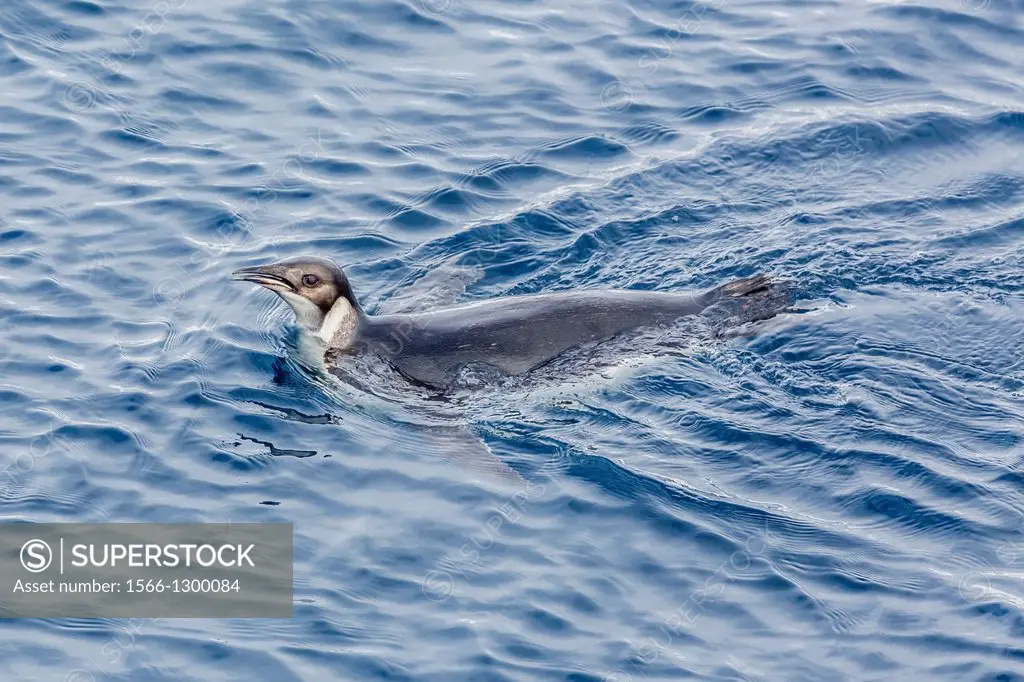 Recently fledged emperor penguin (Aptenodytes forsteri) swimming at the Enterprise Islands, Antarctica, Southern Ocean.
