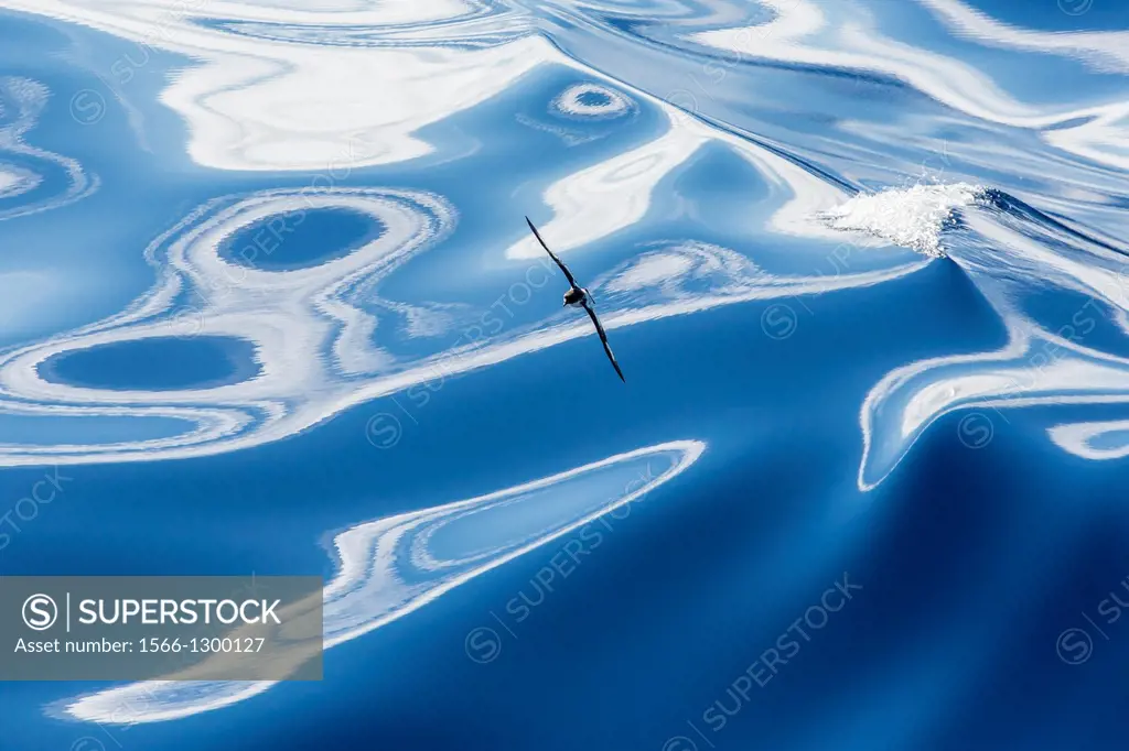 Adult cape (pintado) petrel, Daption capense, in flight, Drake Passage, Antarctica, Southern Ocean.
