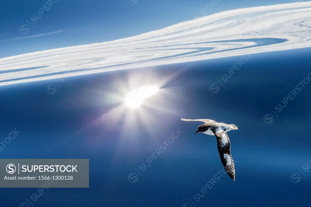 Adult cape (pintado) petrel, Daption capense, in flight, Drake Passage, Antarctica, Southern Ocean.
