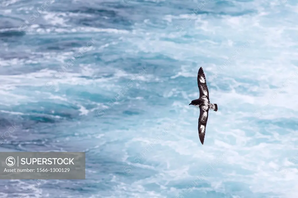 Adult cape (pintado) petrel (Daption capense) in flight in the Drake Passage, Antarctica, Southern Ocean.