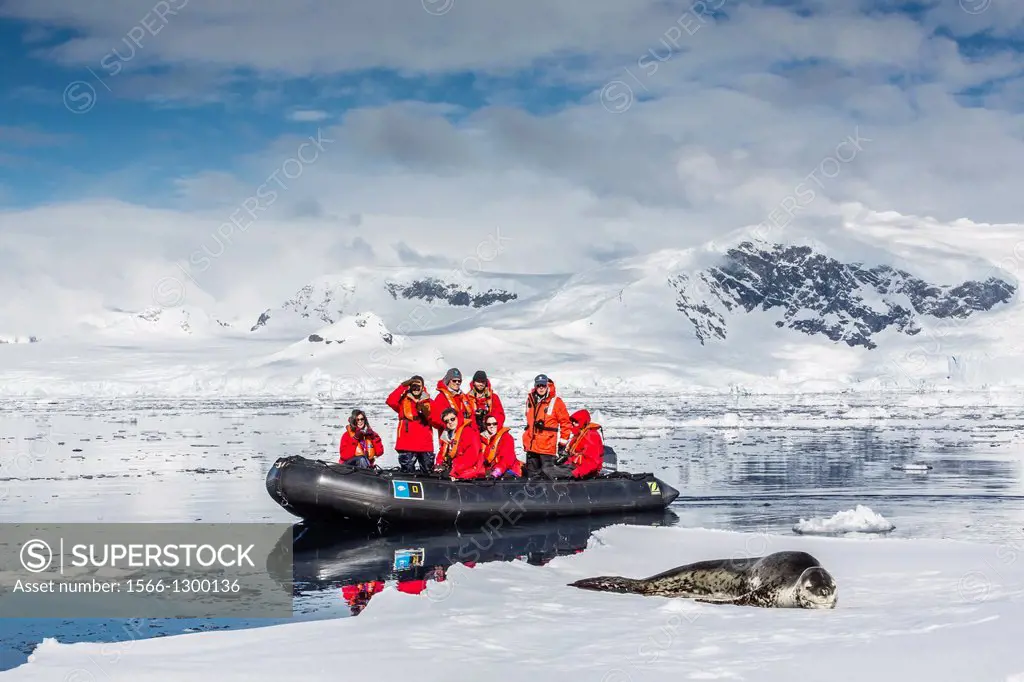 Adult leopard seal (Hydrurga leptonyx) on ice floe with Lindblad Expedition guests in the Enterprise Islands near the Antarctic Peninsula, Southern Oc...