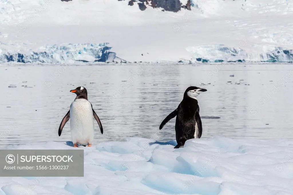 Adult chinstrap penguin, Pygoscelis antarctica, gentoo penguin, Pygoscelis papua, Neko Harbour, Antarctica, Southern Ocean.