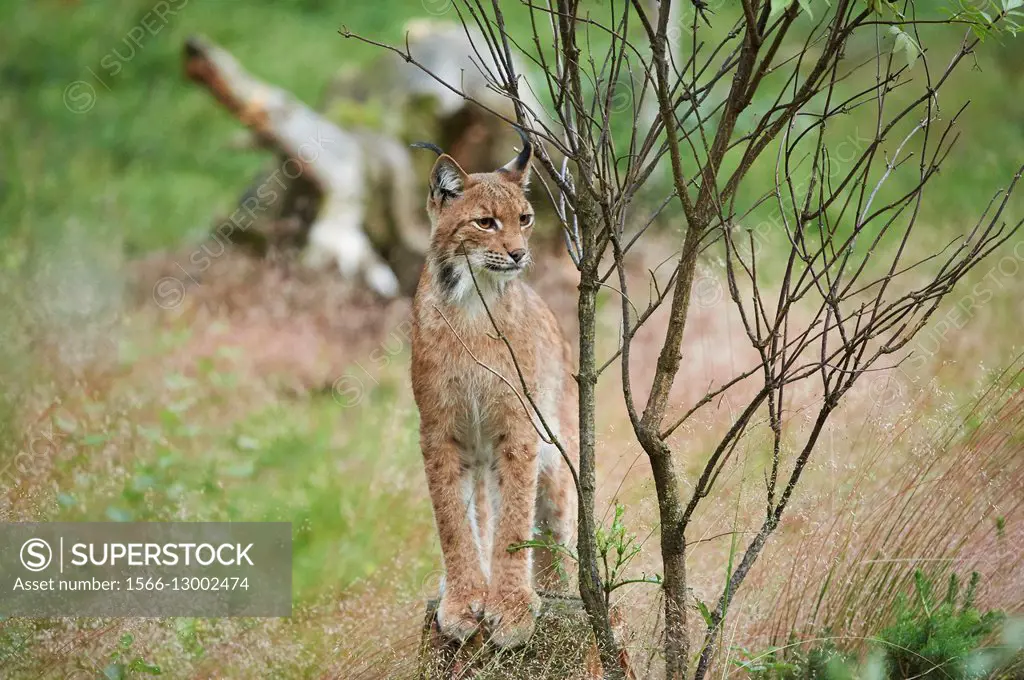 Close-up of a Eurasian lynx (Lynx lynx carpathicus) in the Bavarian forest in summer, Germany