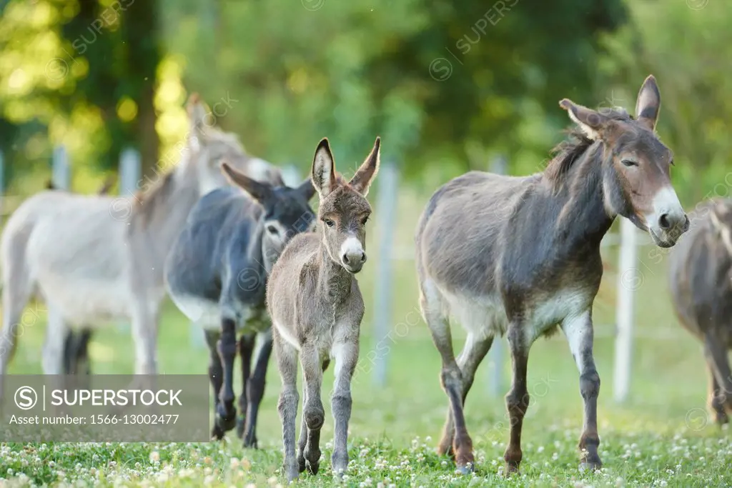 Close-up of a donkey or ass (Equus africanus asinus) mother with her youngster on a meadow in summer.
