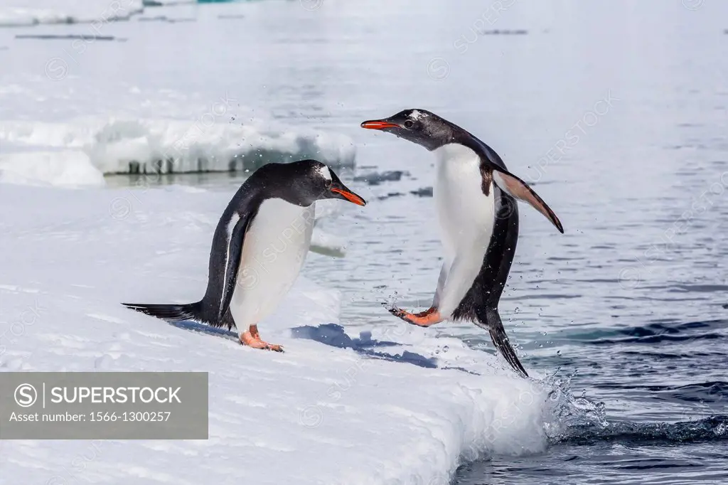 Adult gentoo penguins (Pygoscelis papua) leaping onto the fast ice near the Enterprise Islands, Antarctica, Southern Ocean.