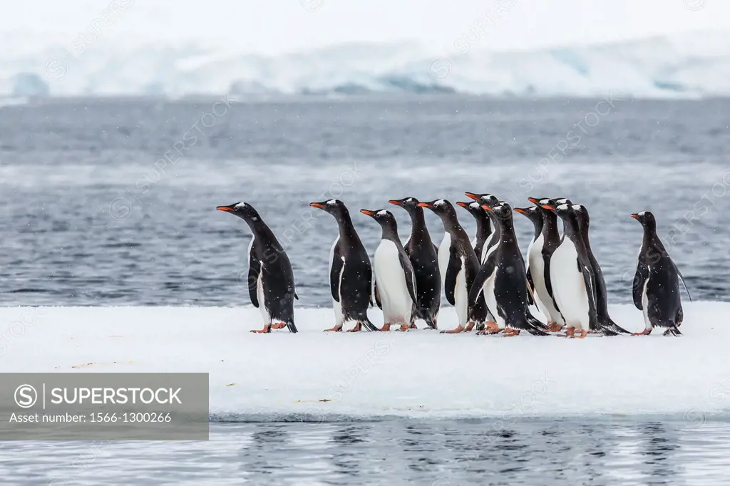 Adult gentoo penguins (Pygoscelis papua) having seen a leopard seal at the edge of their ice floe in Port Lockroy, Antarctica, Southern Ocean.