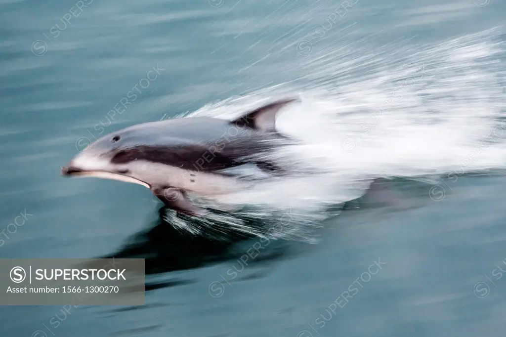 Pacific white-sided dolphin (Lagenorhynchus obliquidens) leaping in Haro Strait, San Juan Islands, Washington, U.S.A.