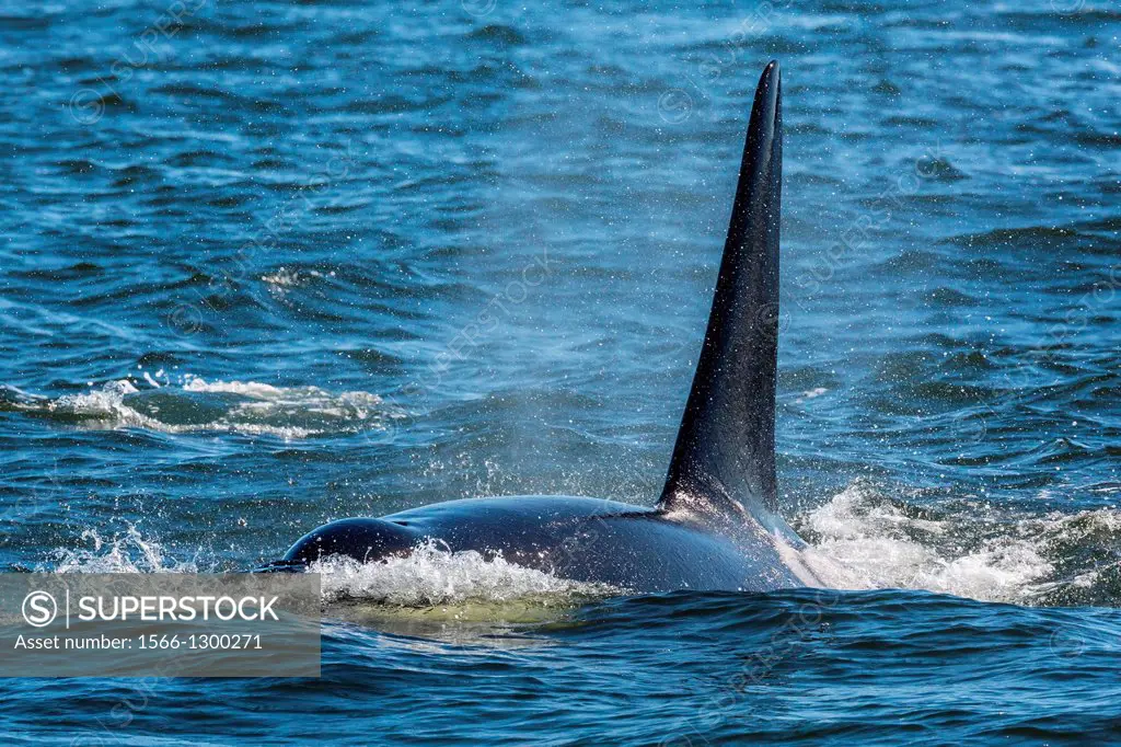 Resident killer whale bull (Orcinus orca) from ""L"" pod surfacing in the Strait of Georgia off Vancouver, British Columbia, Canada.