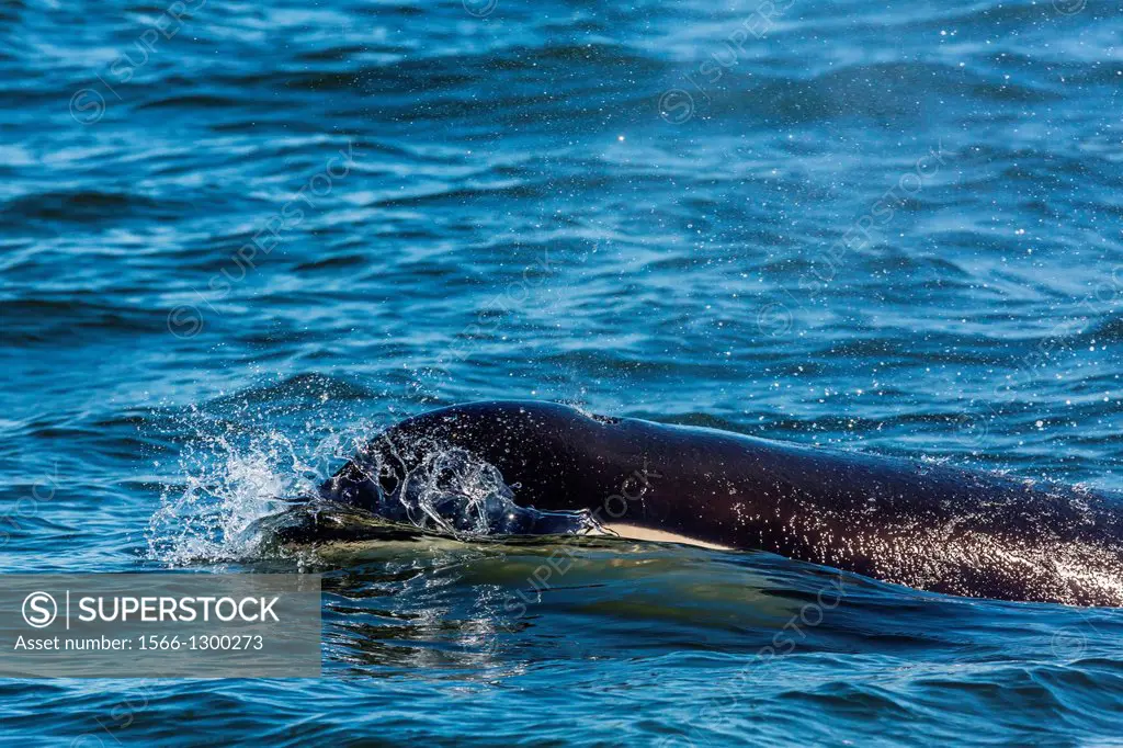 Resident killer whale (Orcinus orca) from ""L"" pod surfacing in the Strait of Georgia off Vancouver, British Columbia, Canada.