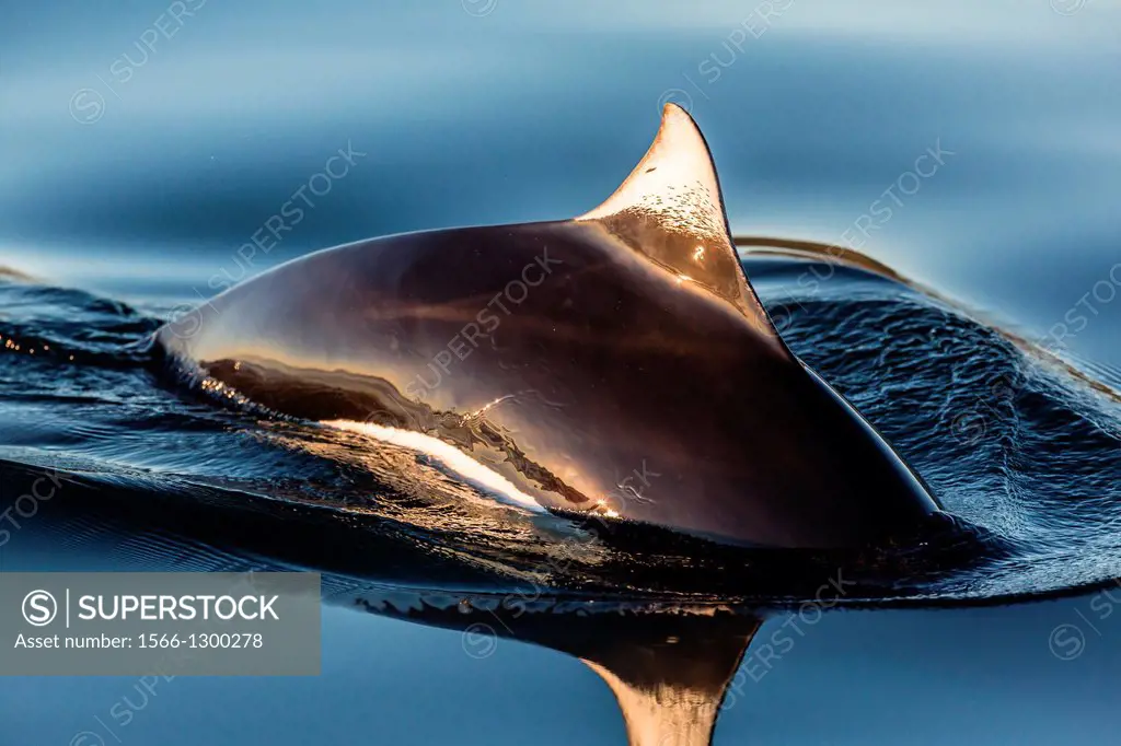 Dall's porpoise (Phocoenoides dalli) surfacing in Haro Strait, San Juan Islands, Washington, U.S.A.