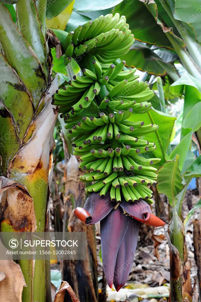 Banana plant (Musa x paradisiaca) is an hibrid between Musa acuminata and Musa balbisiana. This cultivar bears fruits seedless (parthenocarpics); cons...