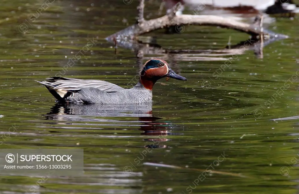 Common teal, Anas crecca, Nykoping, Sweden.