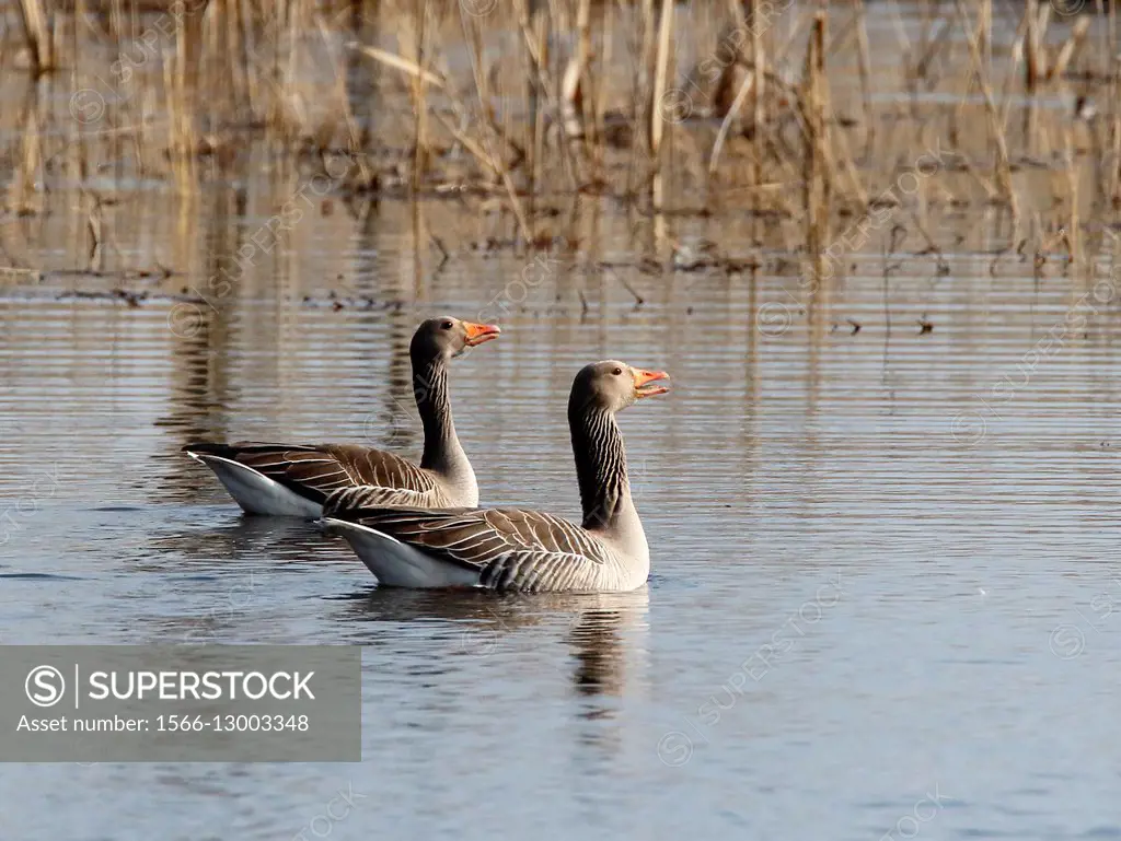 Greylag Geese, anser anser, Järna Sweden