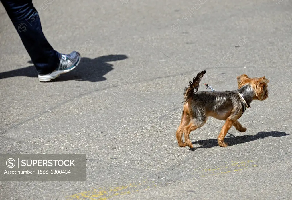 yorkshire terrier, walking dog on sidewalk, Geneva, Switzerland
