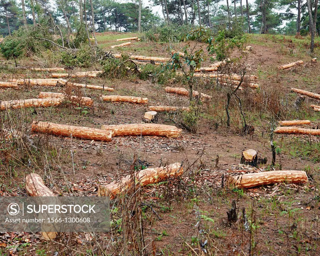 Deforestation seen in India with chopped logs and lumber lying on the ground.